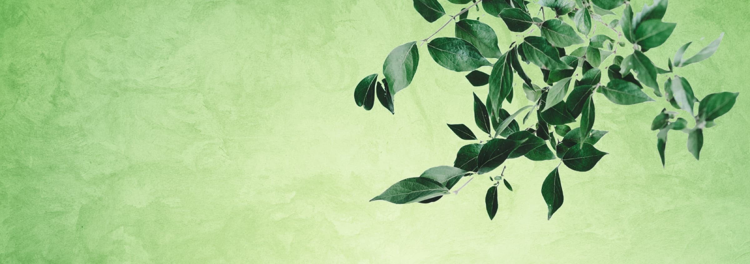 The Bonsai — Graphics 2