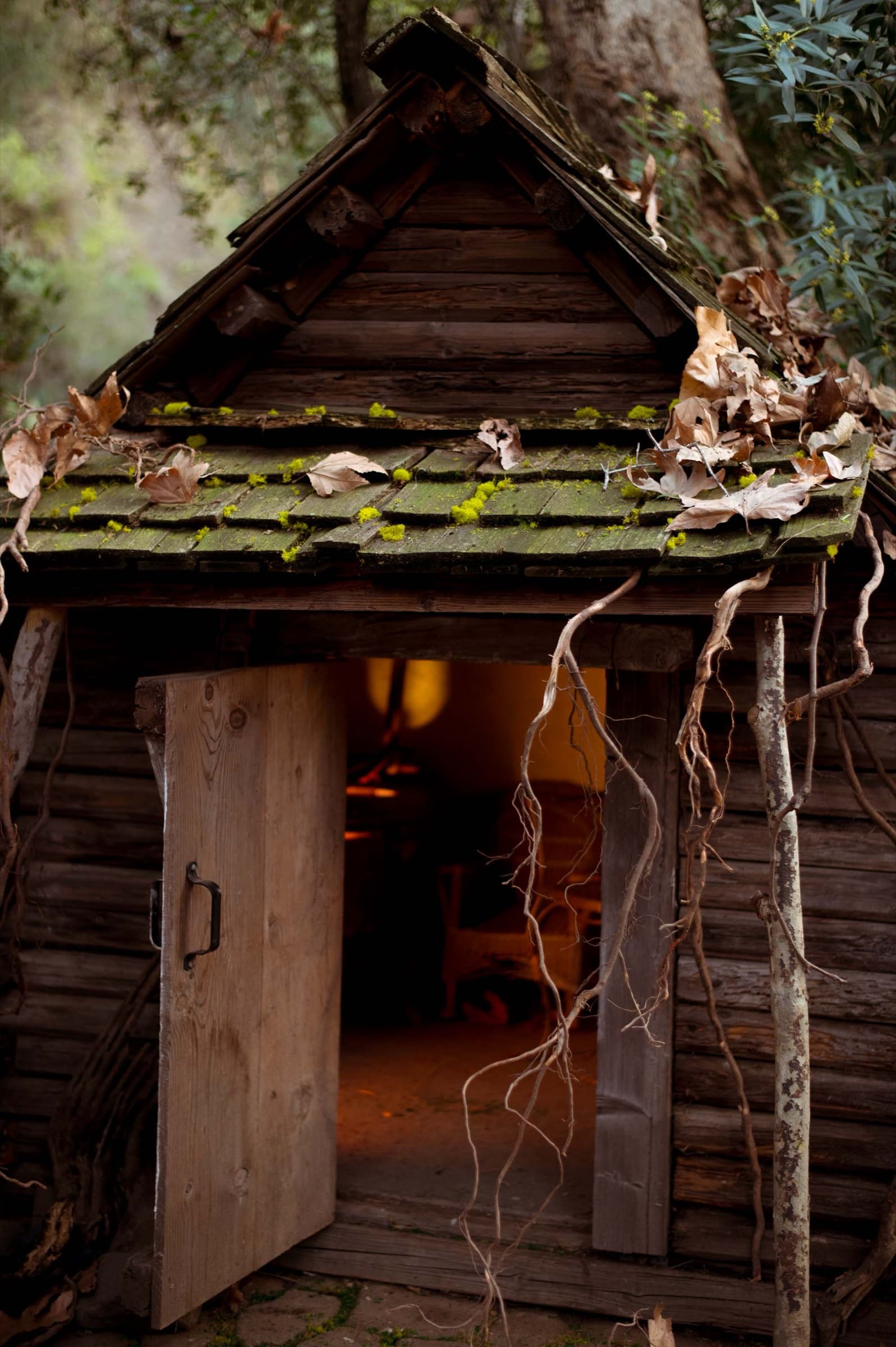 The Bonsai — Stills 5