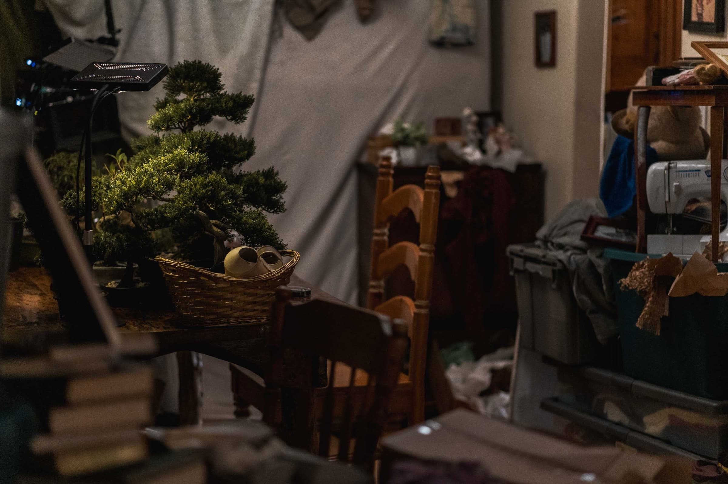 The Bonsai — Stills 13