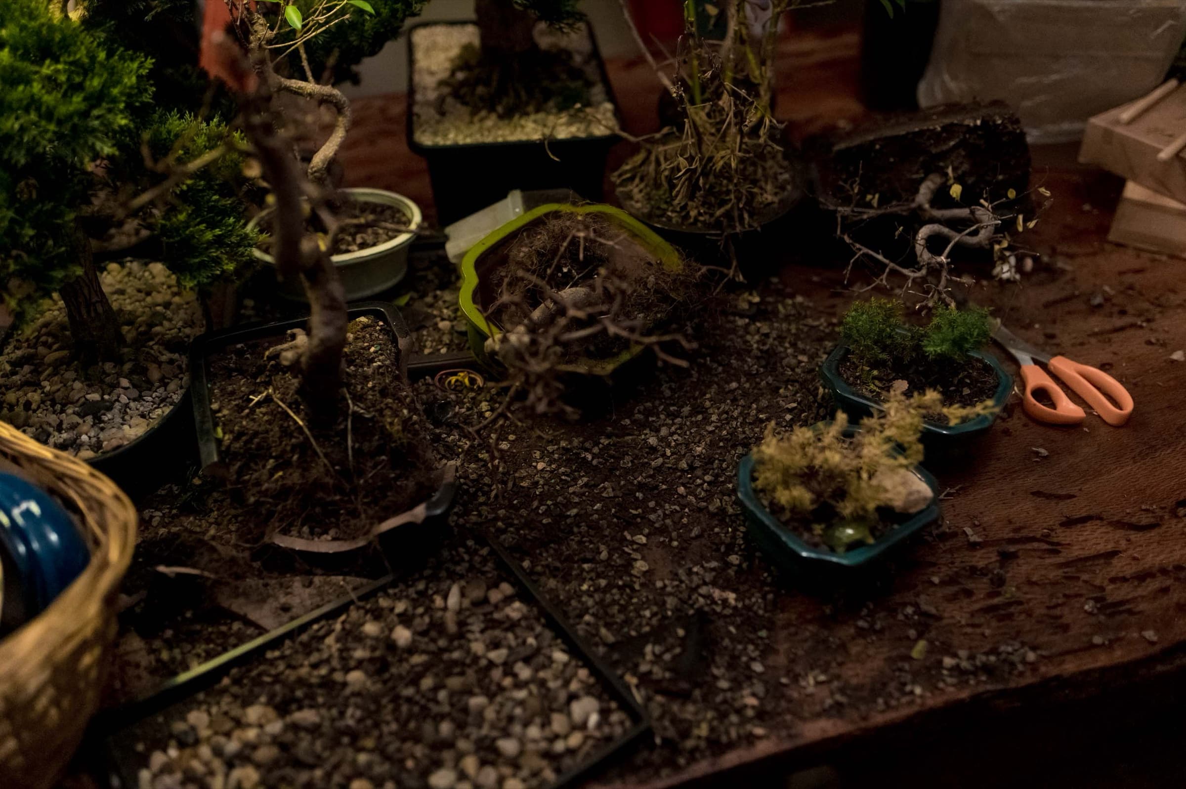 The Bonsai — Stills 14